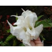 Christa Allen's photo