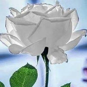 Sheyla Pollyanna's photo