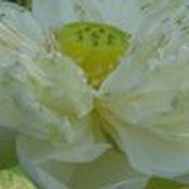 A. Sam Gerber's photo