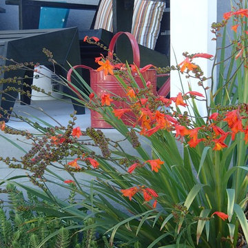 Contemporary dry resistant plants front yard