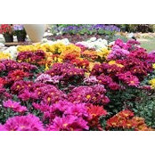 Naglaa Khoshkhani's photo