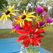Amy Mangis's photo