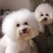 Foto von 比熊犬