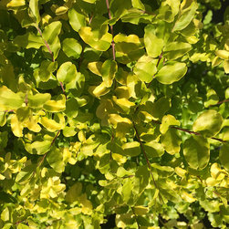 Current Featured Plants - Products