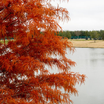 Trees during the fall