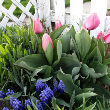 Beth's Gardens 2024