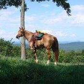 Bar T Ranch's photo