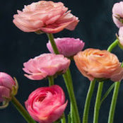 Peggy Lindner's photo