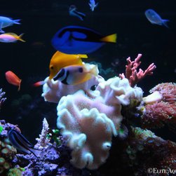 300 Gallon Reef Aquarium - Fish Supplies