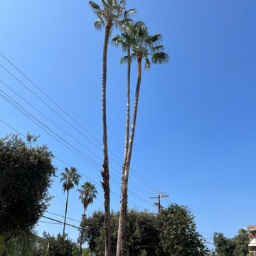 Pasadena, California Tree Service