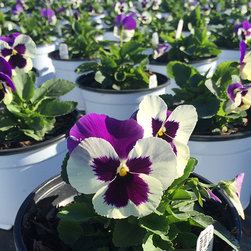 Current Featured Plants - Products
