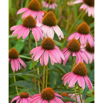 Echinacea purpurea