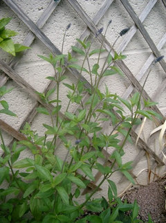 How Long Do Salvias Last - how many years do salvias last