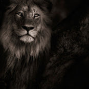 Lawrence Chandler's photo