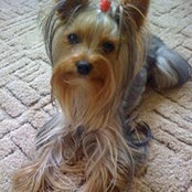 Lena Demchenkos billede