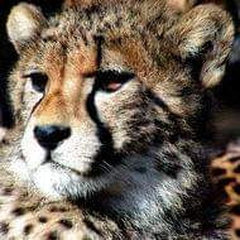 Cheetah Design and Build