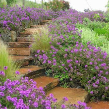 Garden stairs