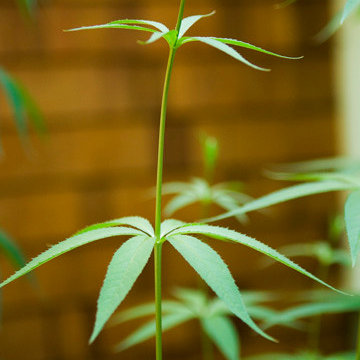 Veronicastrum - Culver's Root