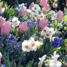 Flower Bulbs