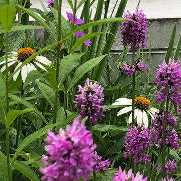 Close up in purple and white