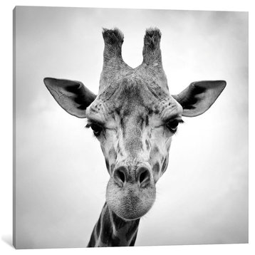 Giraffe by PhotoINC Studio