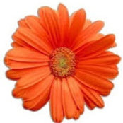 Hila Segal's photo