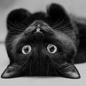Tracy Sousa's photo