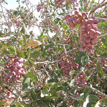 Sell seeds and seedlings of native fruit trees of Iran