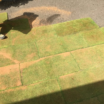zoysia tenuifolia, gazon spécial
