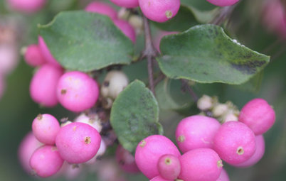 5 Berry-licious Shrubs to Plant Now for Winter Interest