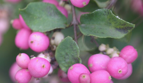 5 Berry-licious Shrubs to Plant Now for Winter Interest