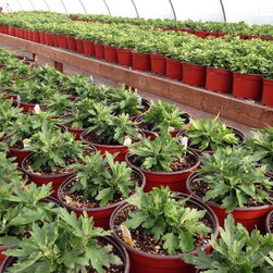 Cross Creek Nursery - Products