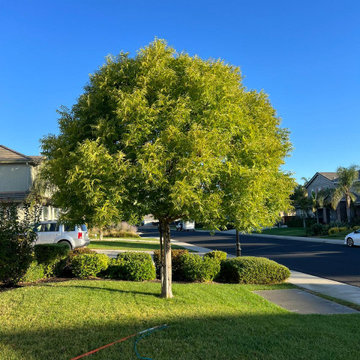 Better Tree Care Inc