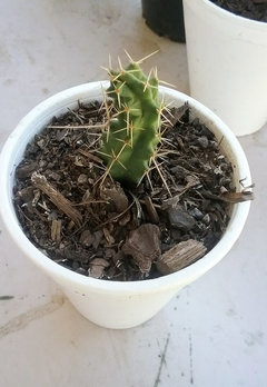 Identities of a few little cacti | Houzz Forum