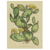 Wild Apple Portfolio 'Herbal Botanical Xxix' Canvas Art