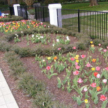Knot Garden hedge made from Dwarf Yaupon Holly