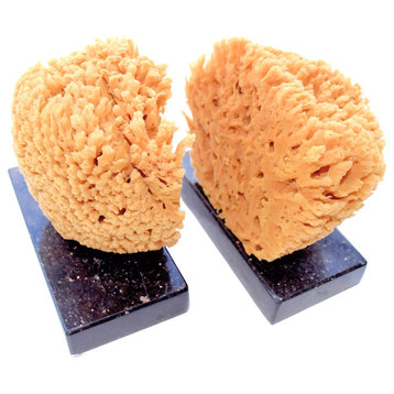 Pair of Sea Sponge Bookends, Set of 2