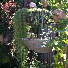 bird area