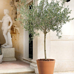 Italian Terracotta Cone Planter - Outdoor Pots And Planters