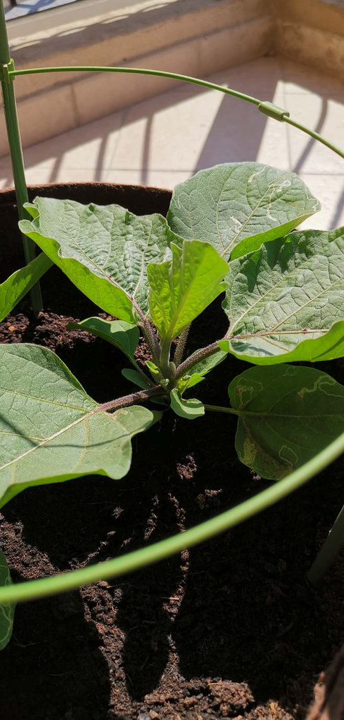 Eggplants not growing right...