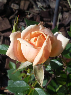 Ralph Moore Roses Show off your Ralph Moore Roses | Houzz Forum