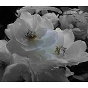 Mary Rueckert-Cooper's photo