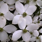 Kim Harkins's photo