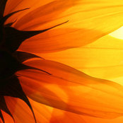 Foto di Electric Sunflower