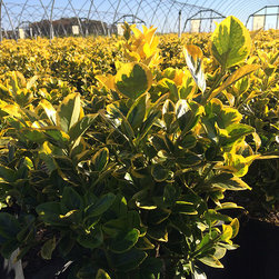 Current Featured Plants - Products
