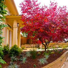 Garden trees