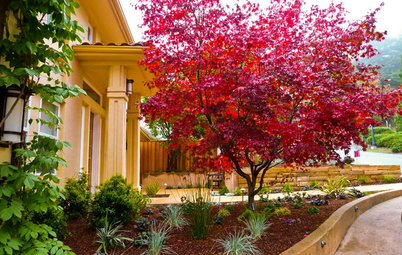 7 Great Trees for Summer Shade and Fall Color