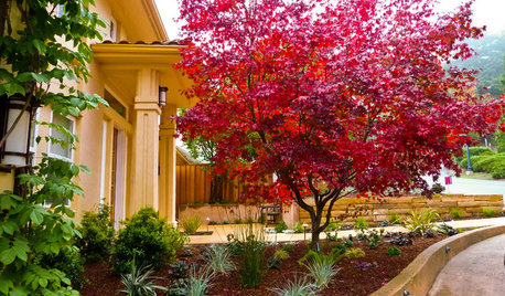 7 Great Trees for Summer Shade and Fall Color