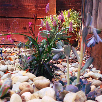Feng Shui Oasis: Stone garden with succulents