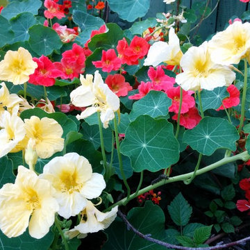 Demonstration Gardens